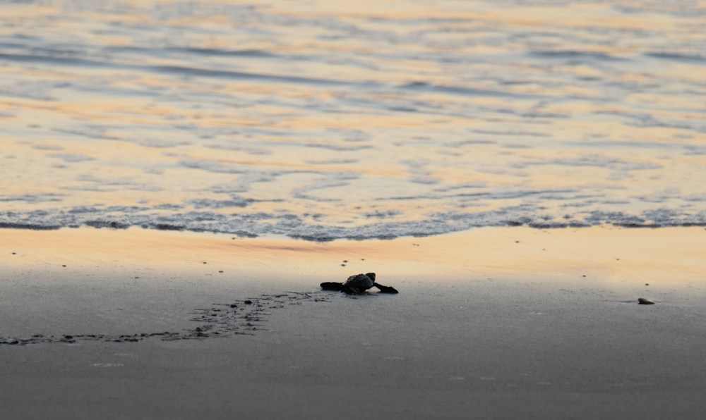 A baby turtle reaches the sea