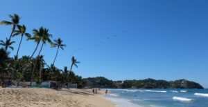 A flock of pelicans over Sayulita