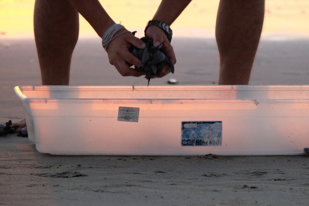 The hatchlings get scooped out of their tray by the turtle sanctuary staff - no touching allowed