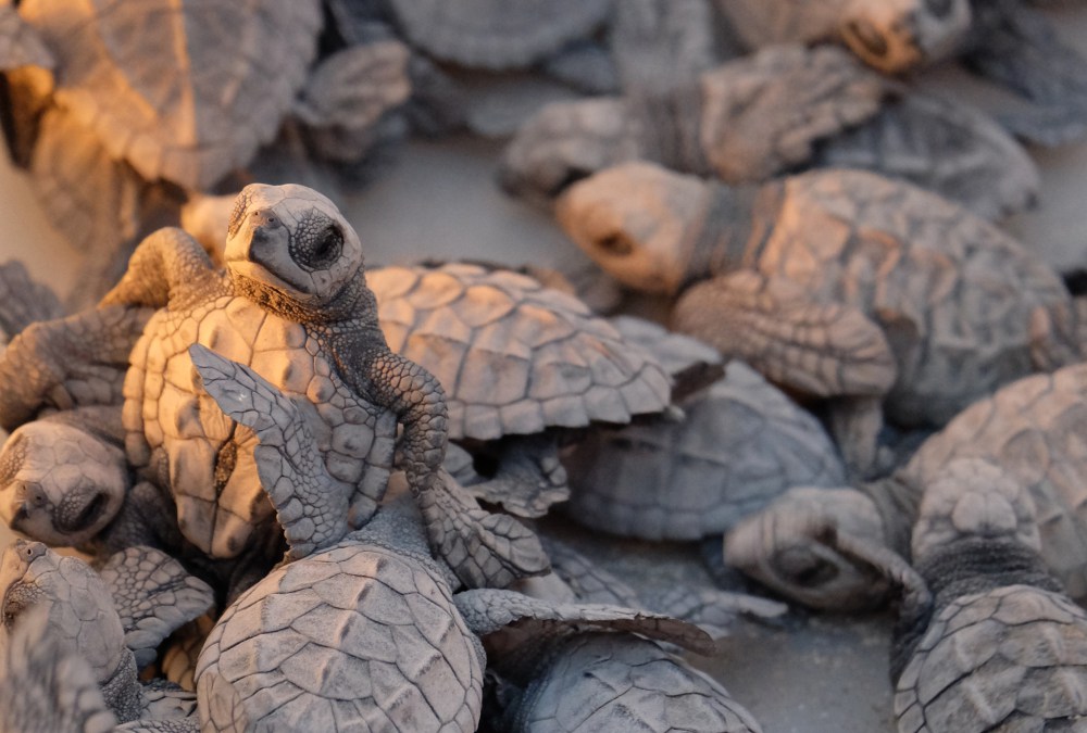 Baby Olive Ridley sea turtles waiting to be released