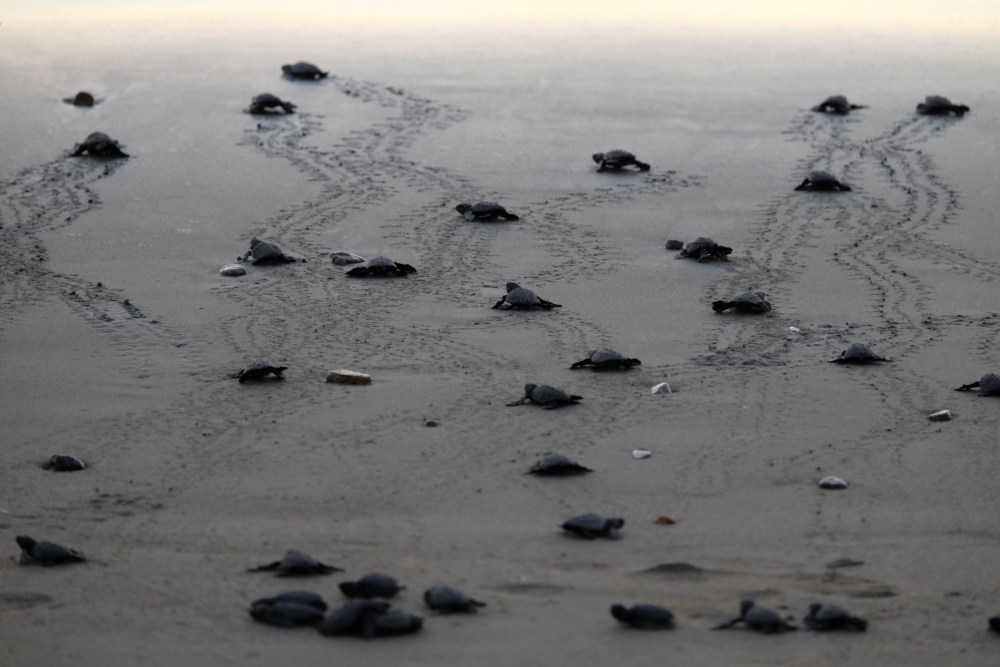 They're released on the beach rather than straight into the water so they can imprint