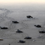 Baby turtles heading for the sea
