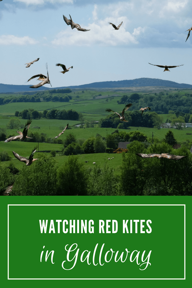 Watching red kites in Galloway, Scotland