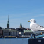 The old town across the water in Stockholm