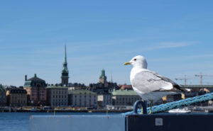 The old town across the water in Stockholm