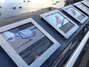 Scientific information about Reykjavik's pigeon population