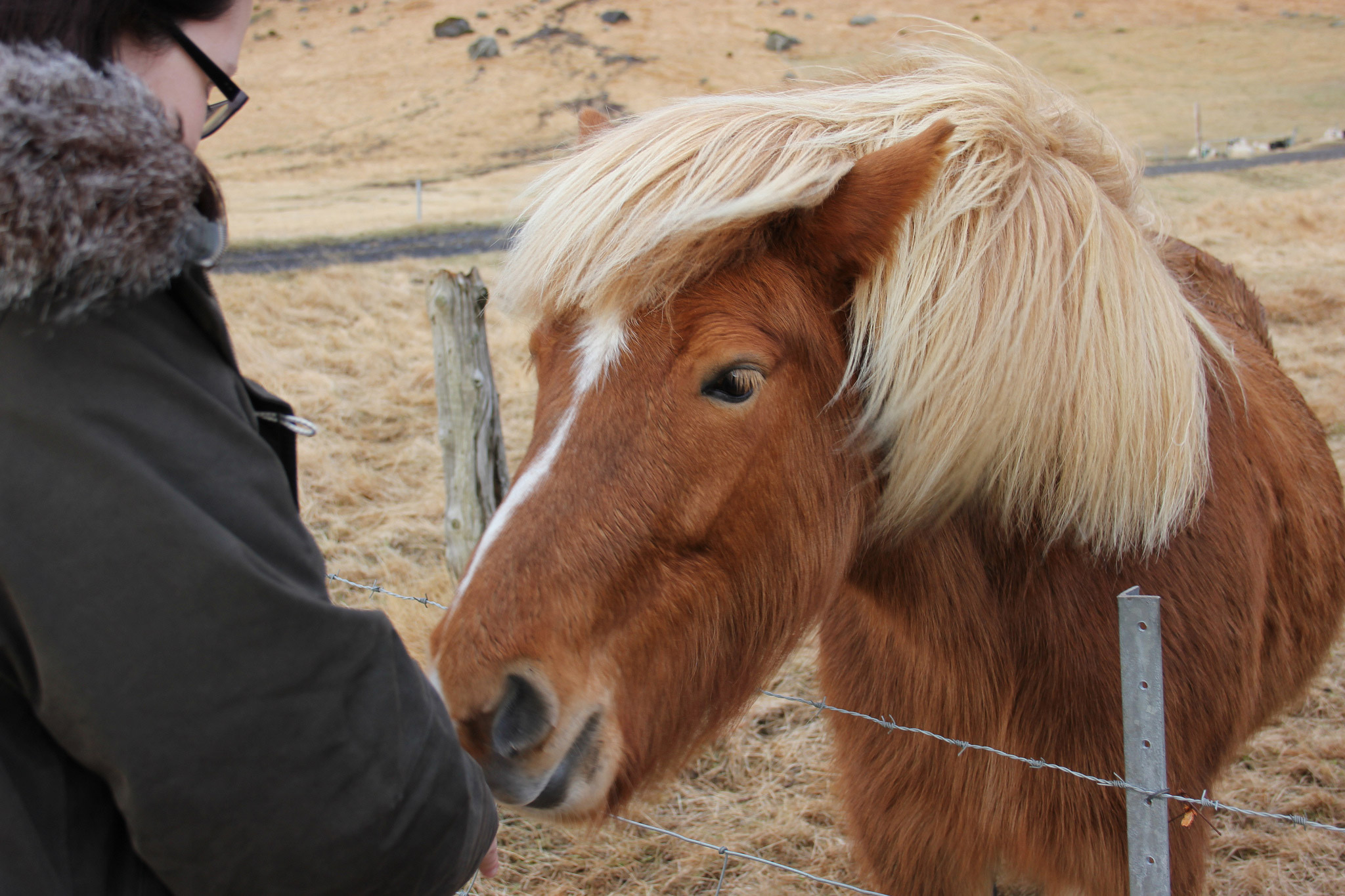 Meeting an Icelandic horse