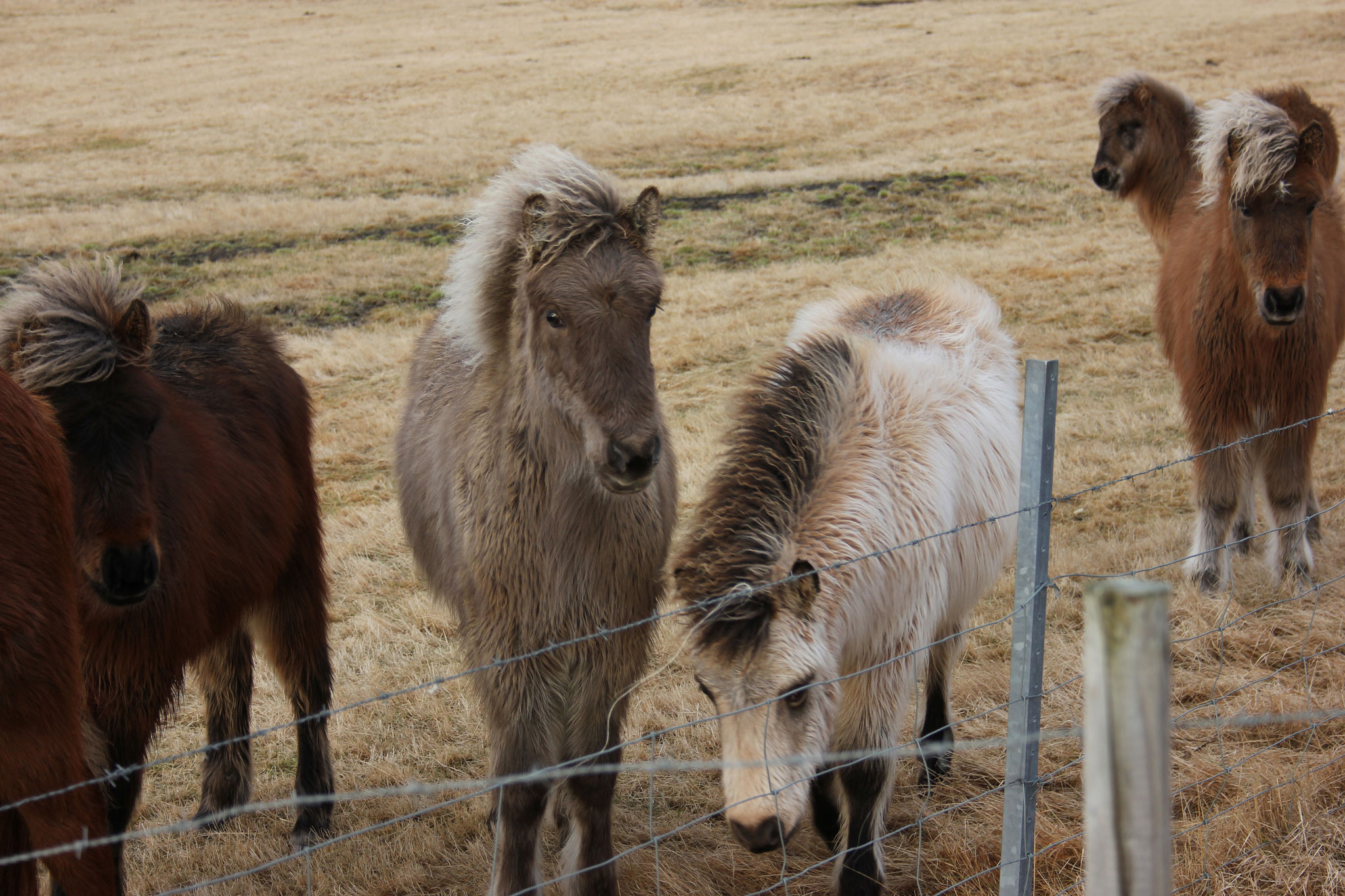 Icelandic horses