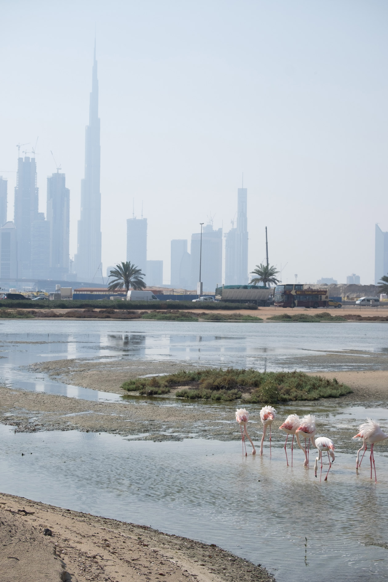 Flamingos at the Ras Al Khor wildlife sanctuary in Dubai, with the Burj Khalifa in the background