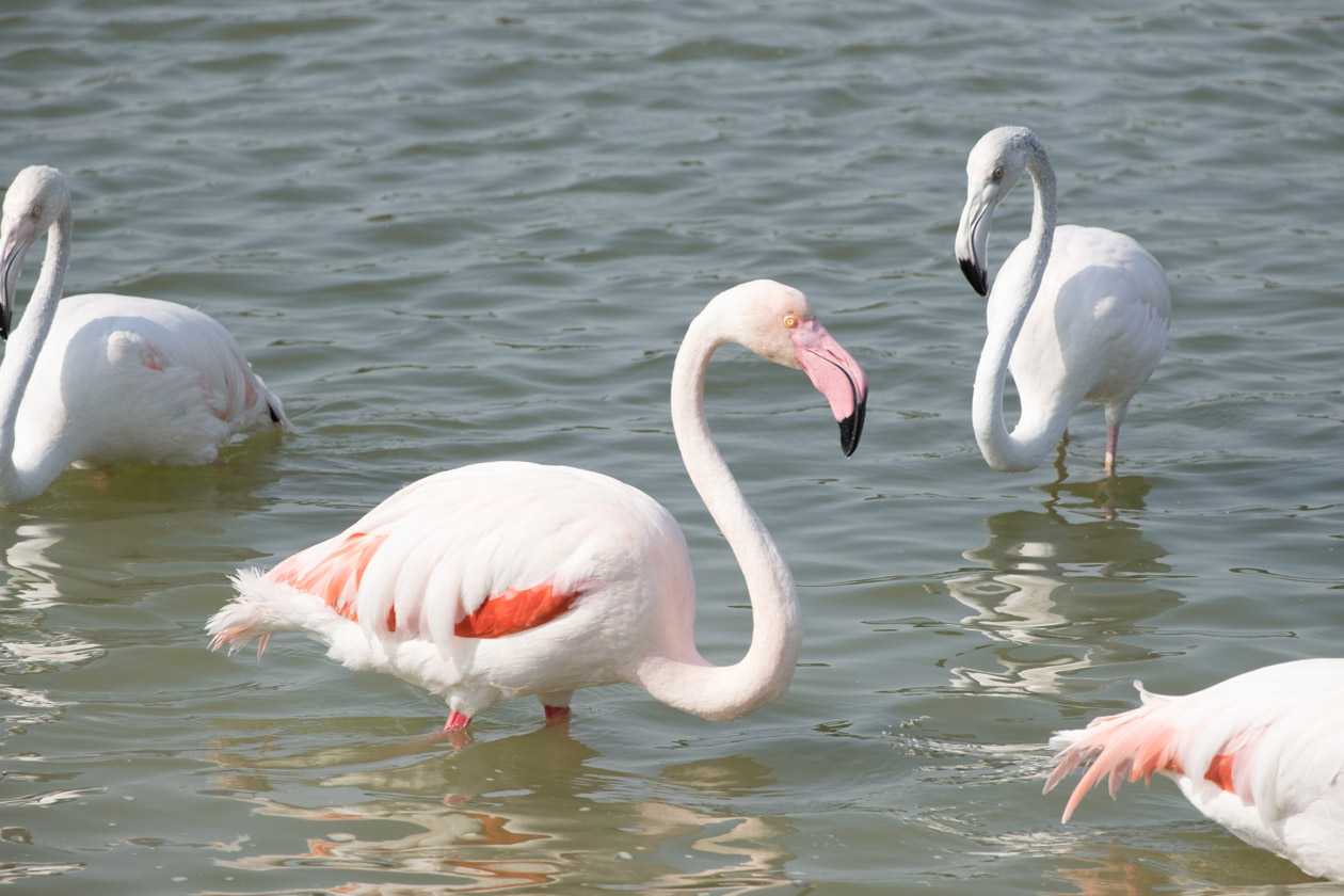 A pink flamingo next to a paler bird