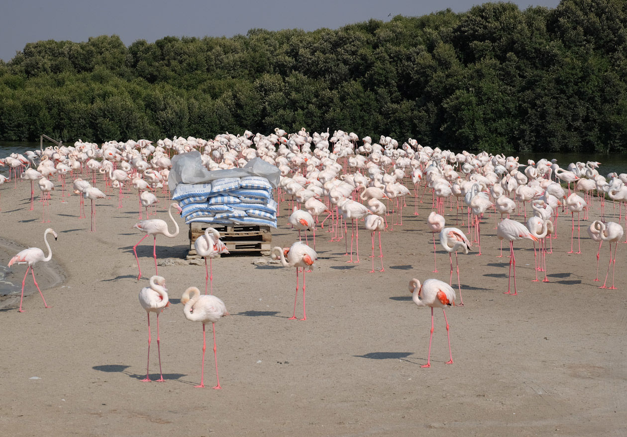 Flamingos in Dubai 