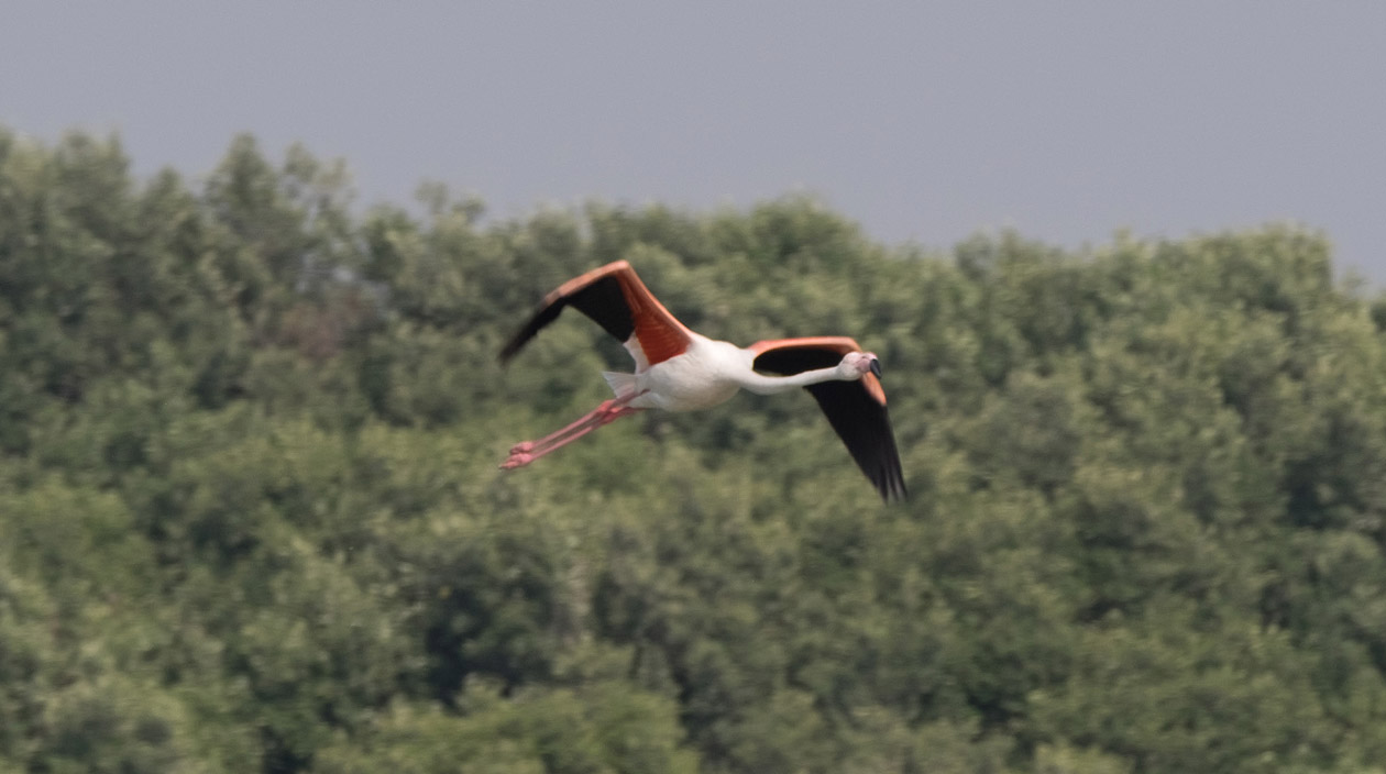 A flamingo flying in to Ras Al Khor wetlands