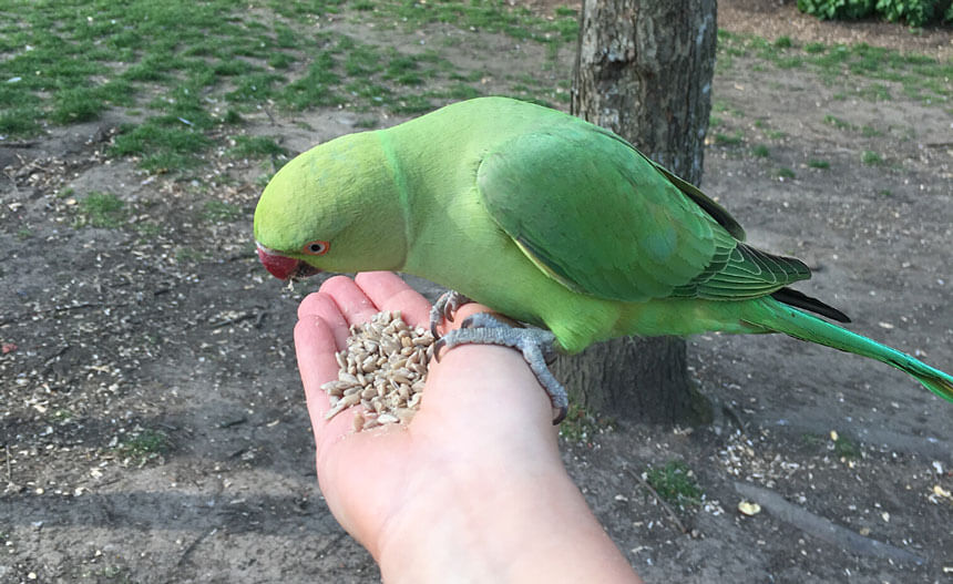 Feeding the parakeets in Kensington Gardens
