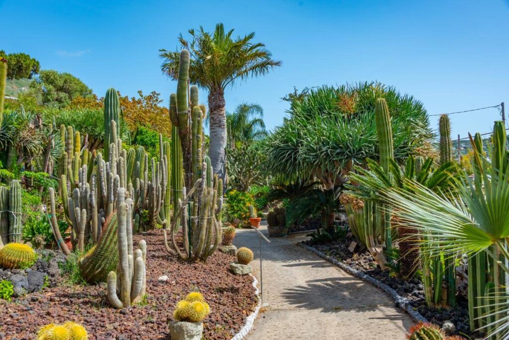 a path with cactuses and trees