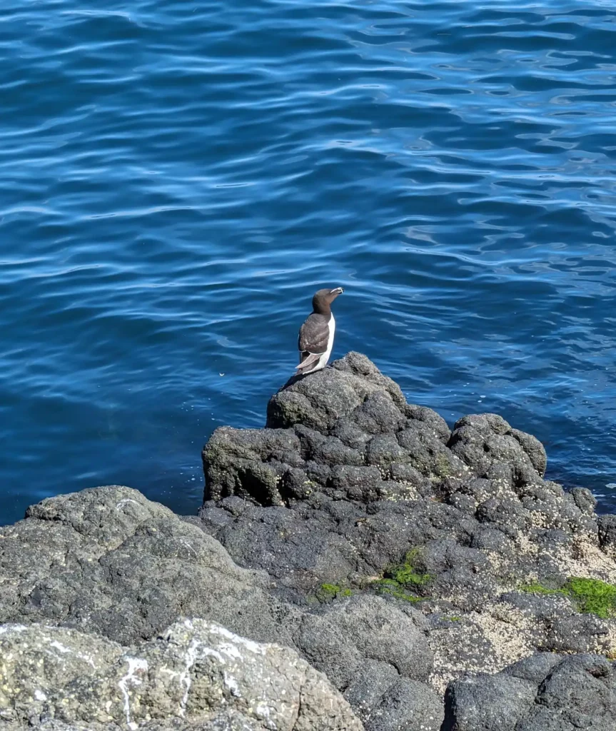 A razorbill bird sat on a rocky outcrop above the sea.