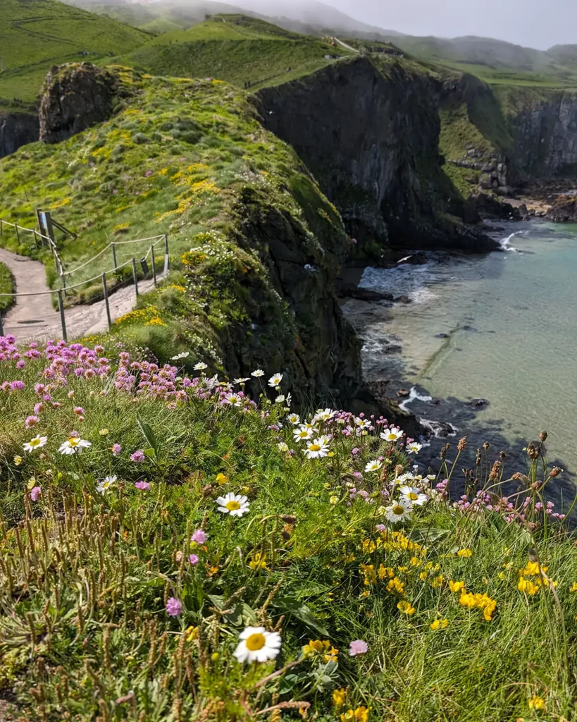 Wild flowers on a grassy cliff