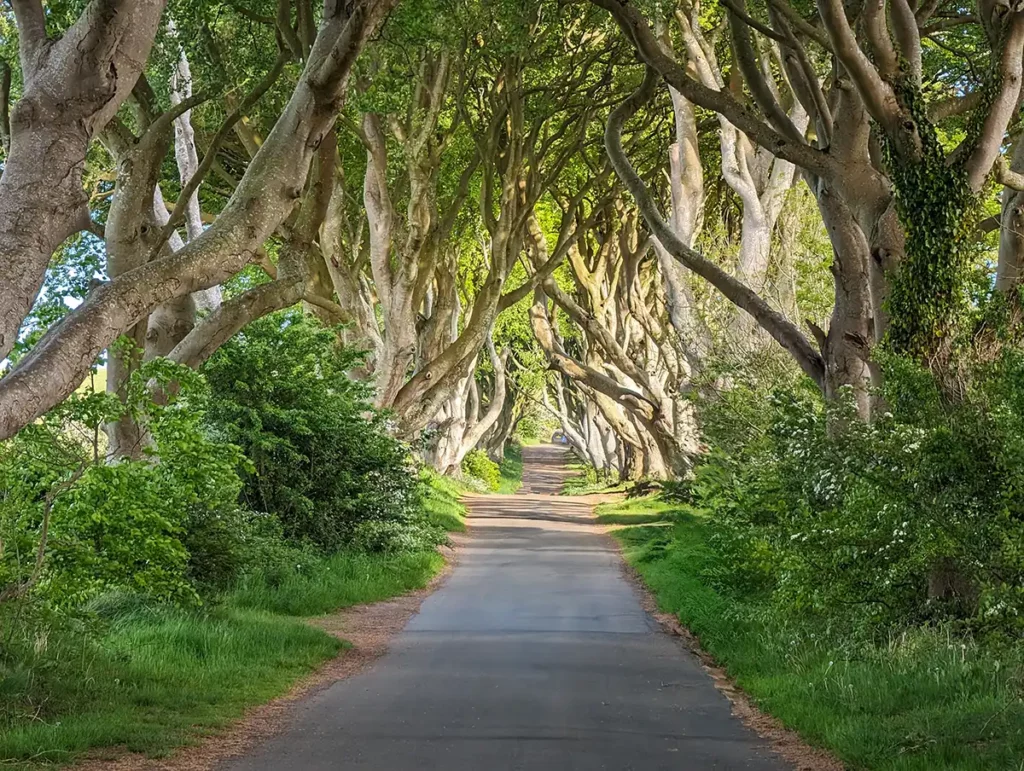 A narrow, undulating road, lined with trees which seem to form an arch