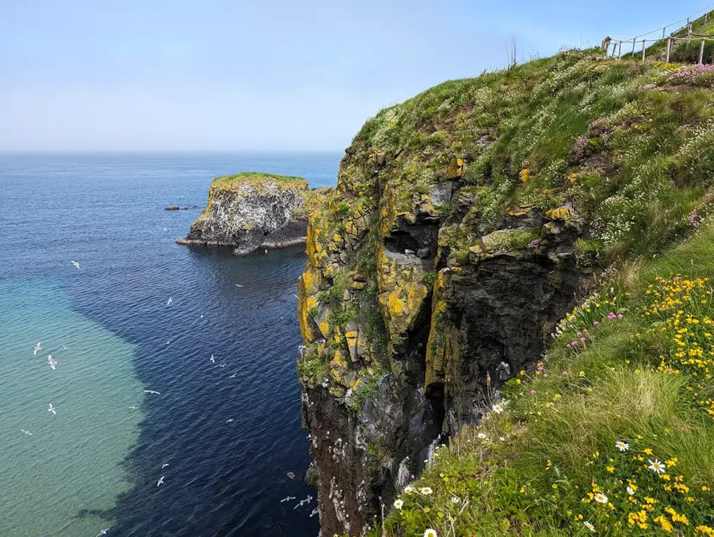 Sea birds flying around rocky cliffs