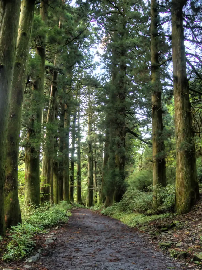 An unpaved path between tall cedar trees