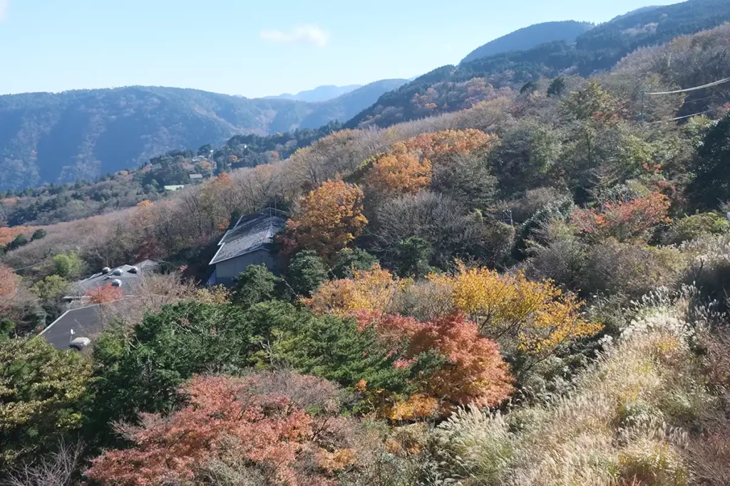 Trees on a hillside with autumn foliage